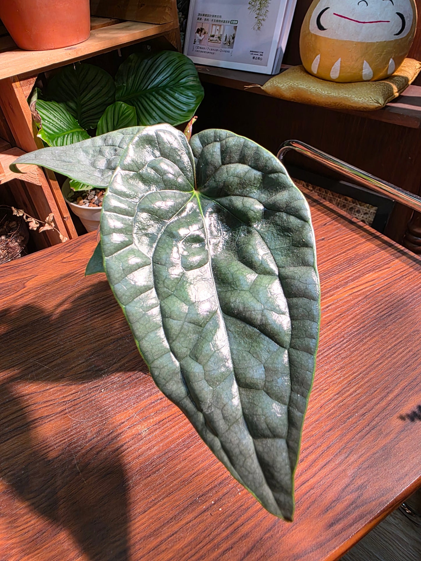 Anthurium luxurians platinum 鉑金奢華花燭