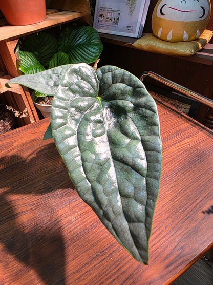 Anthurium luxurians platinum 鉑金奢華花燭