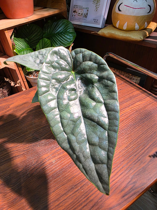 Anthurium luxurians platinum 鉑金奢華花燭