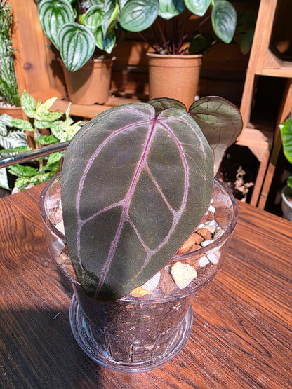 Anthurium red crystallinum F3