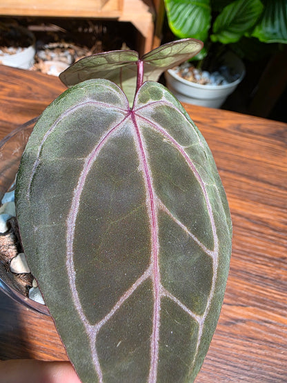 Anthurium red crystallinum F3