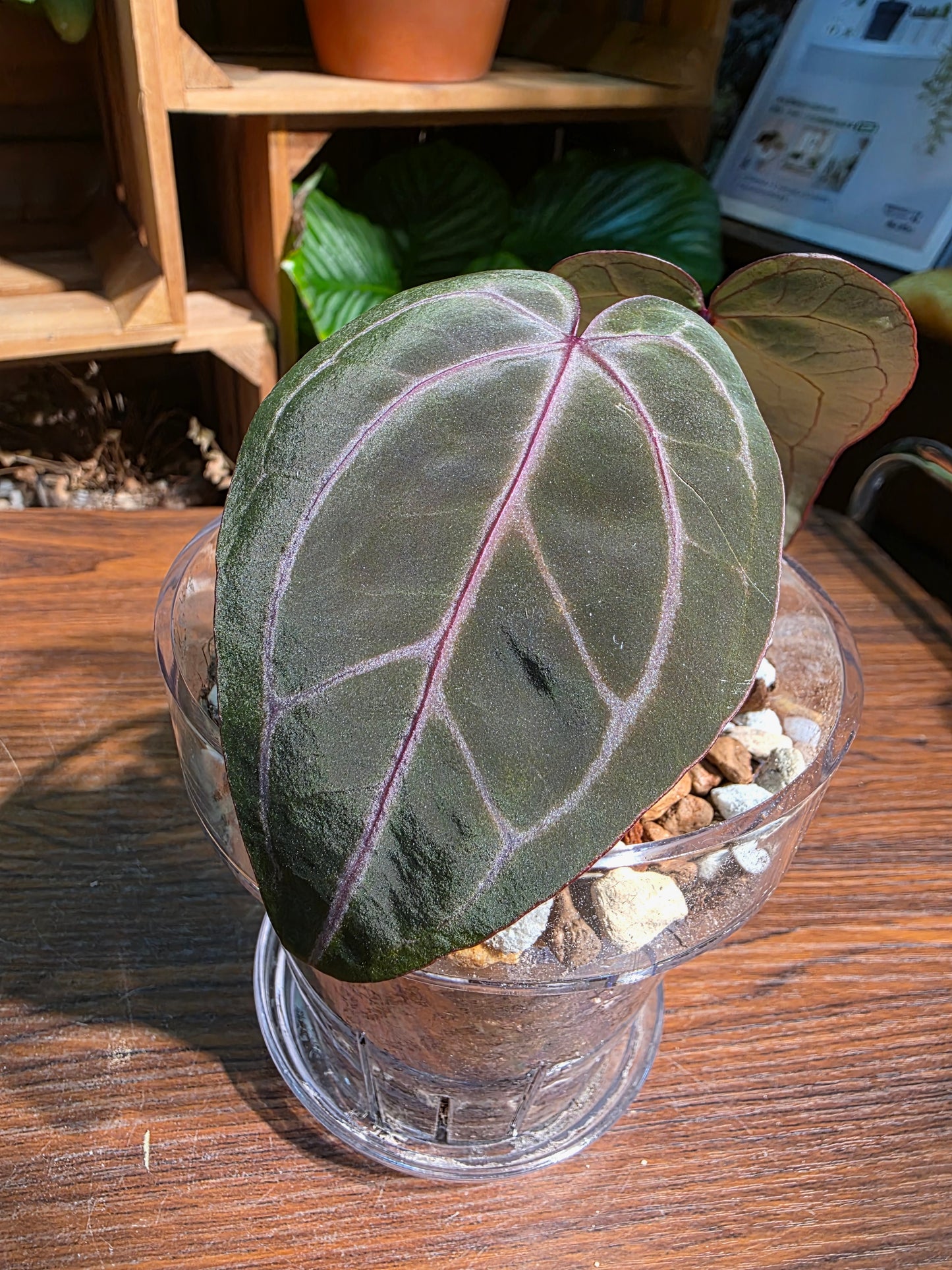 Anthurium red crystallinum F3