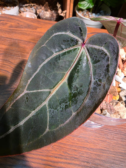Anthurium red crystallinum F3