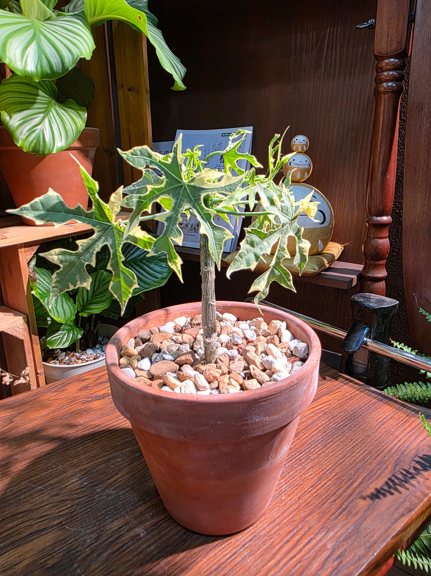 Tree sipinach variegated 樹菠菜錦