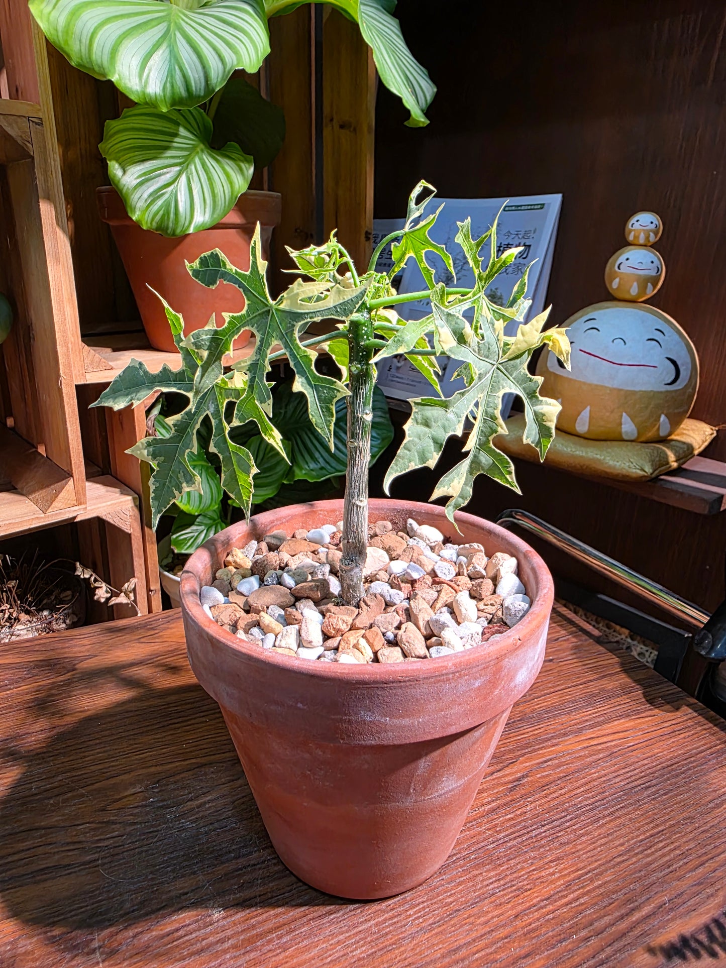 Tree sipinach variegated 樹菠菜錦