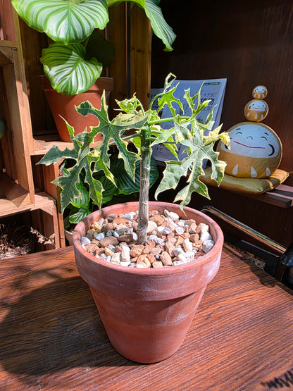 Tree sipinach variegated 樹菠菜錦