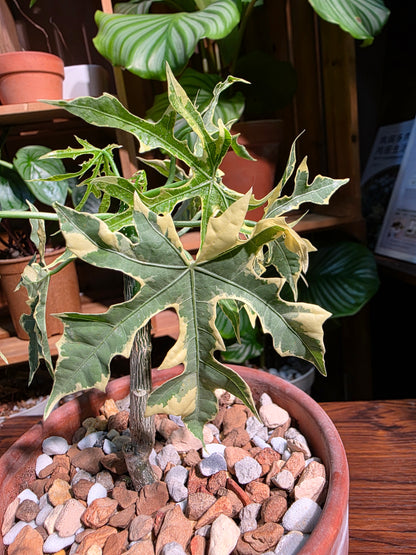 Tree sipinach variegated 樹菠菜錦