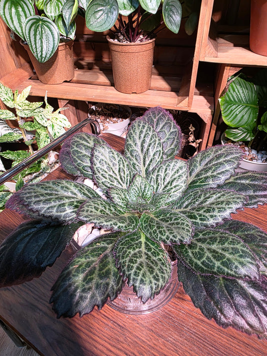 Primulina sp 報春苦苣苔