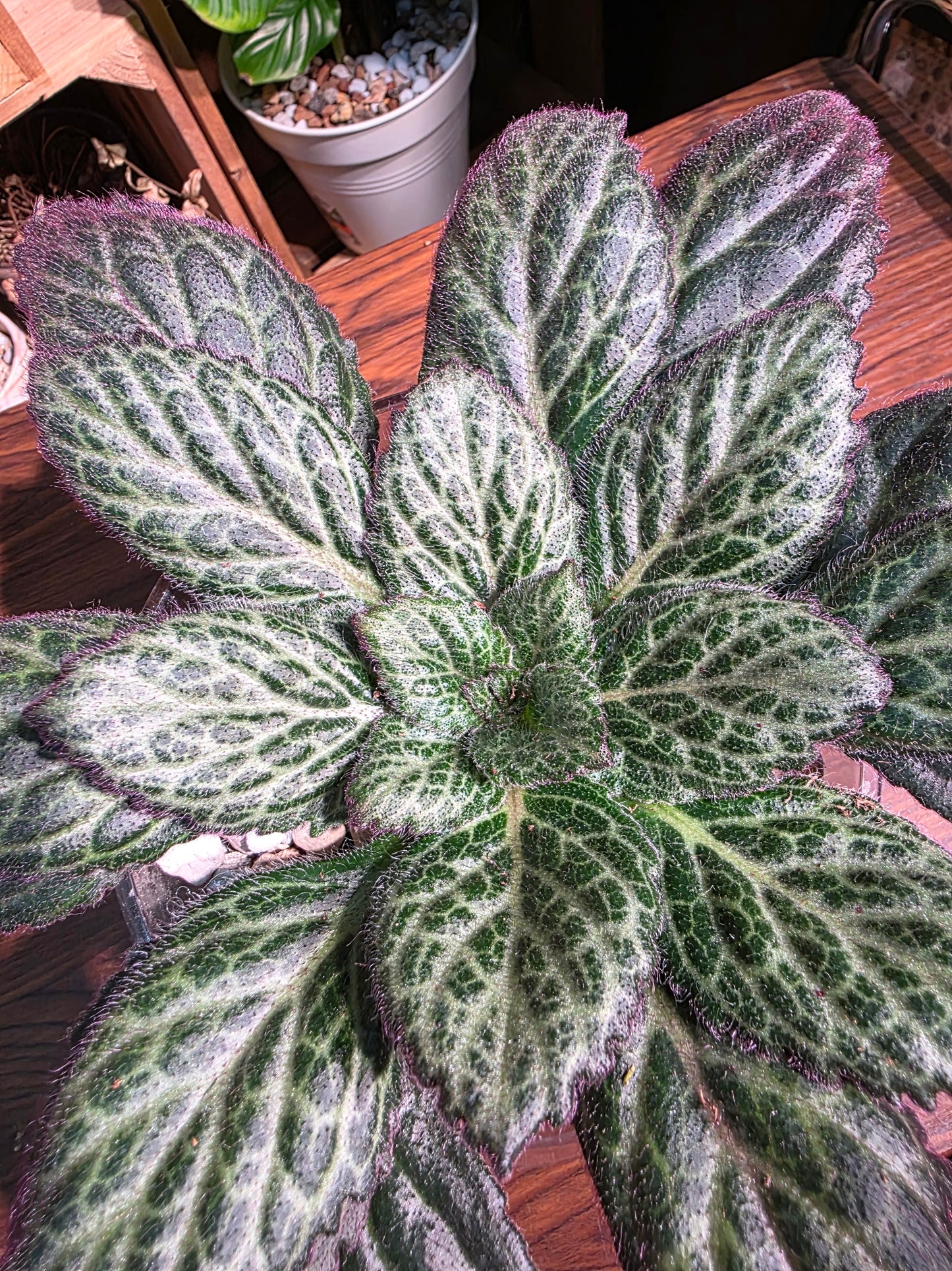 Primulina sp 報春苦苣苔