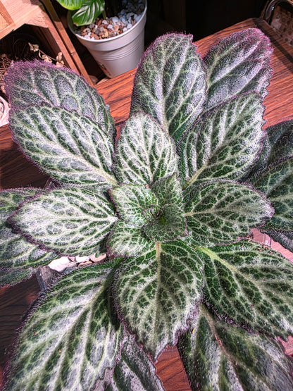 Primulina sp 報春苦苣苔