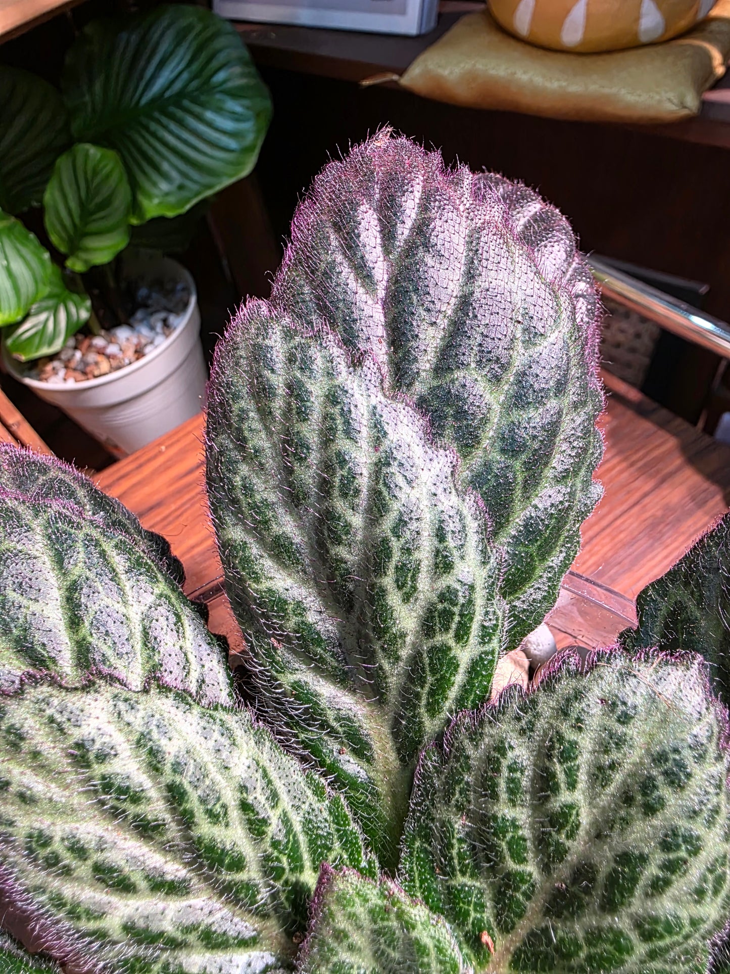 Primulina sp 報春苦苣苔