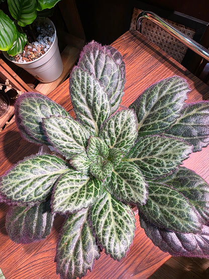 Primulina sp 報春苦苣苔