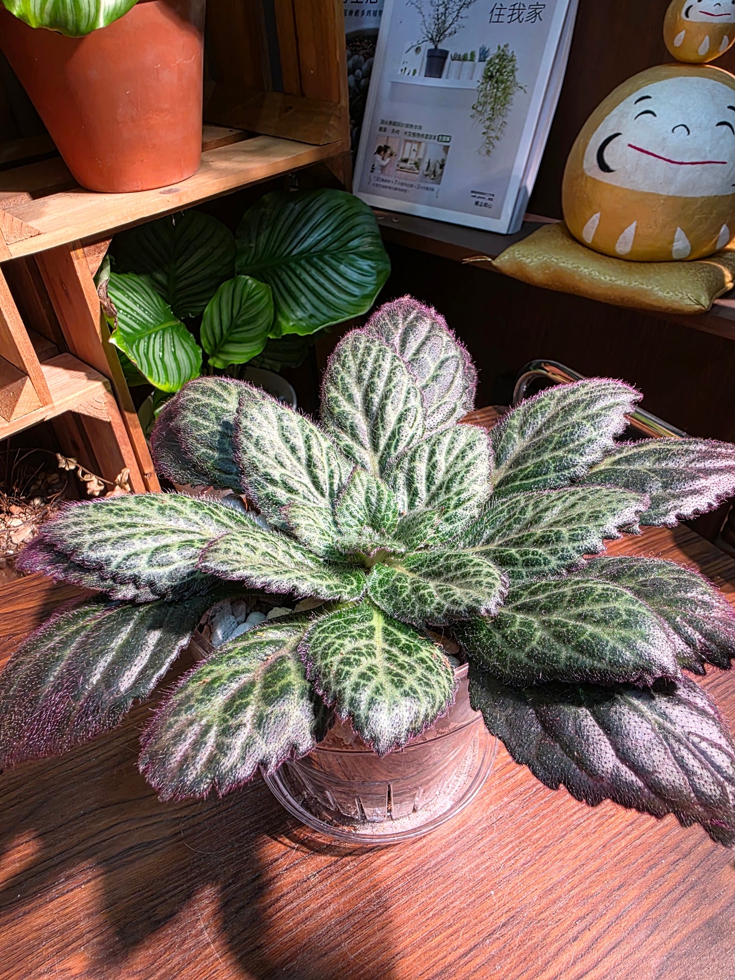 Primulina sp 報春苦苣苔