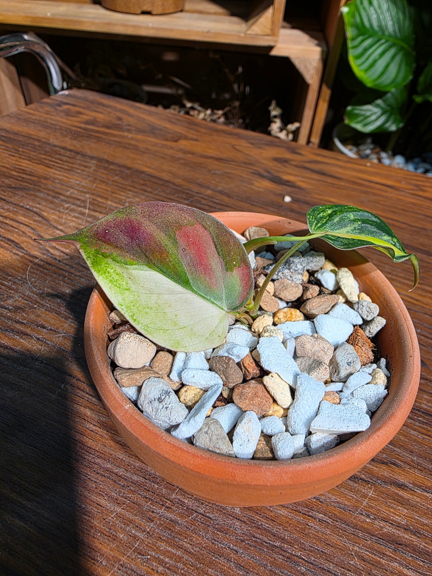 Philodendron micans variegated 雲母錦蔓綠絨