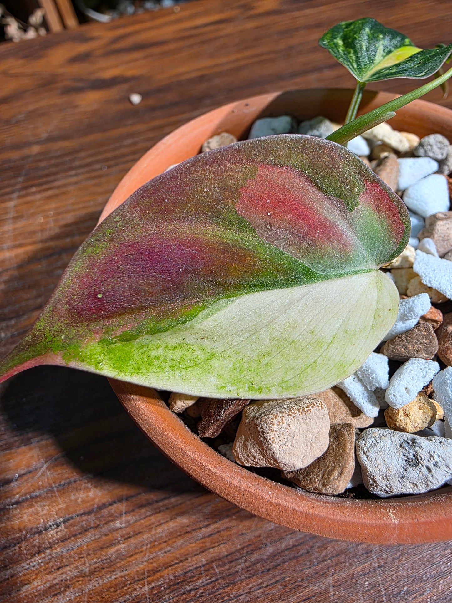 Philodendron micans variegated 雲母錦蔓綠絨