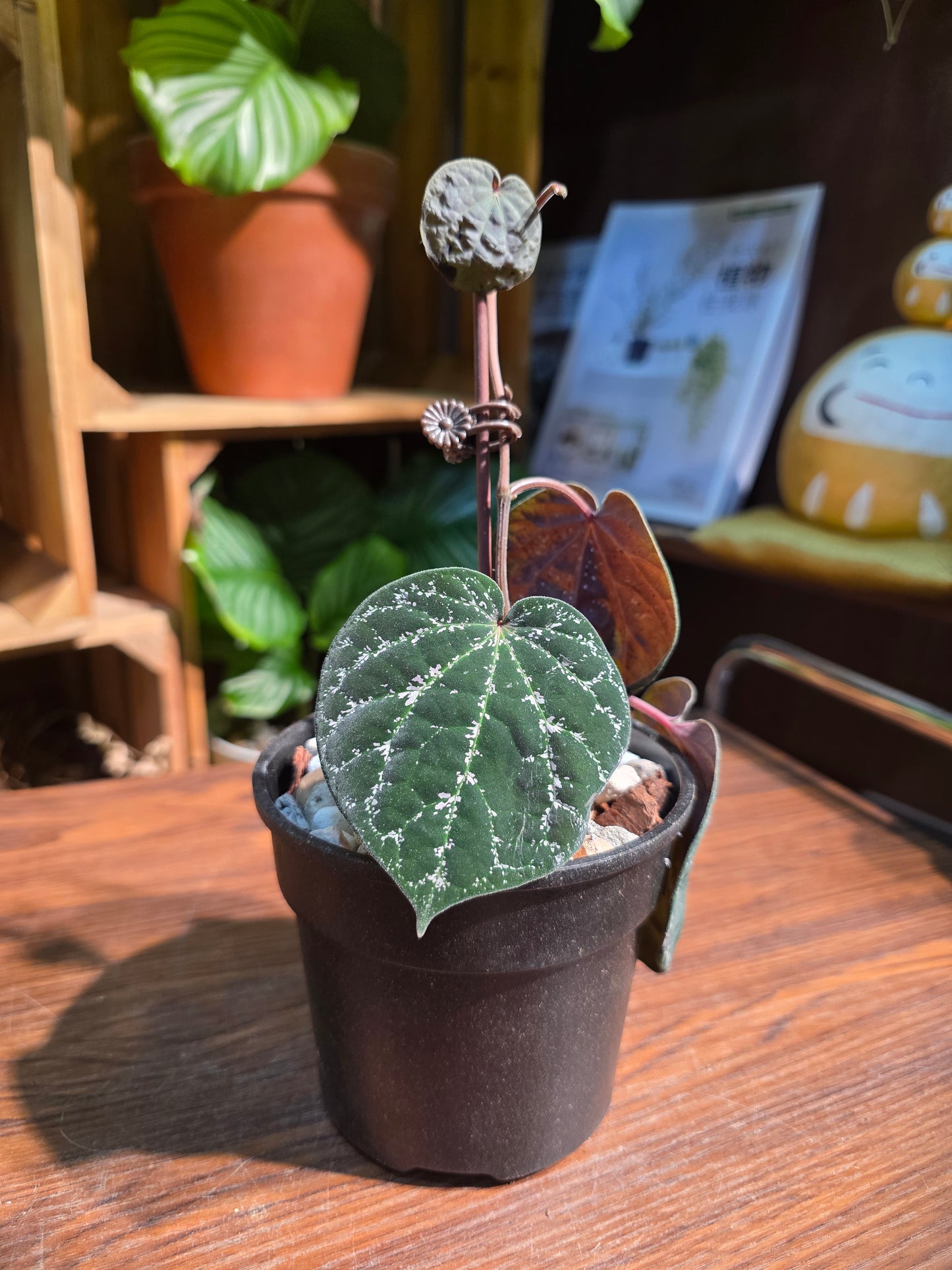 Piper porphyrophyllum 愛麗絲胡椒
