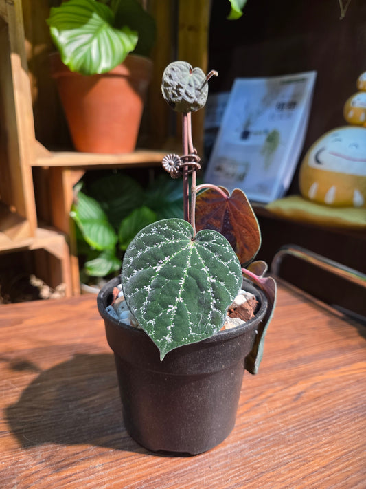 Piper porphyrophyllum 愛麗絲胡椒