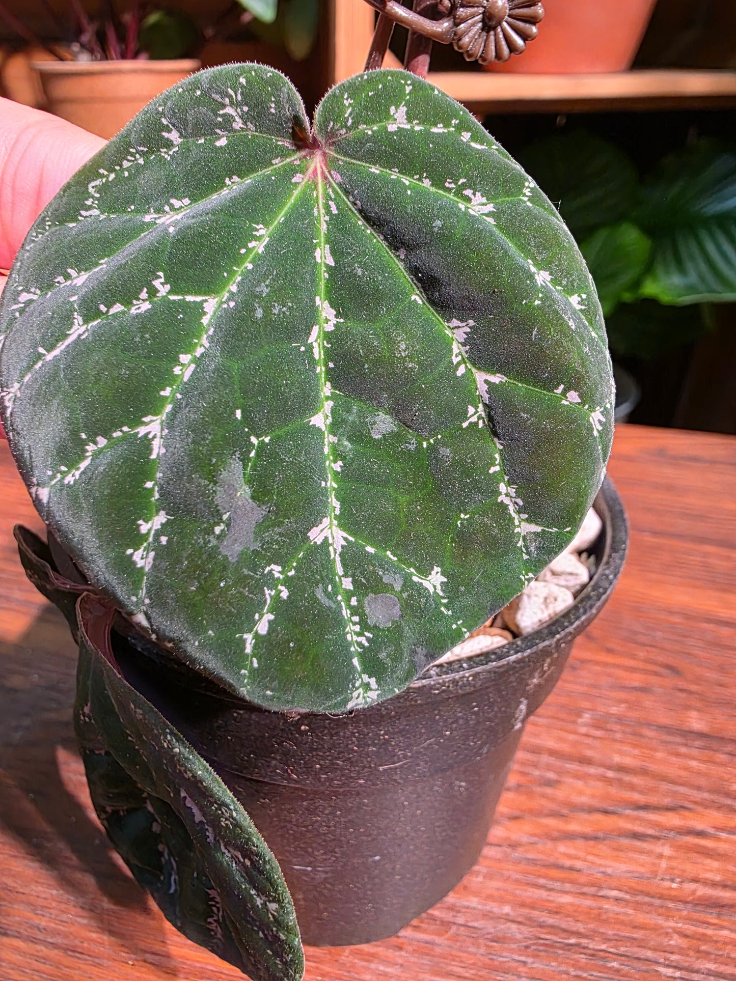 Piper porphyrophyllum 愛麗絲胡椒