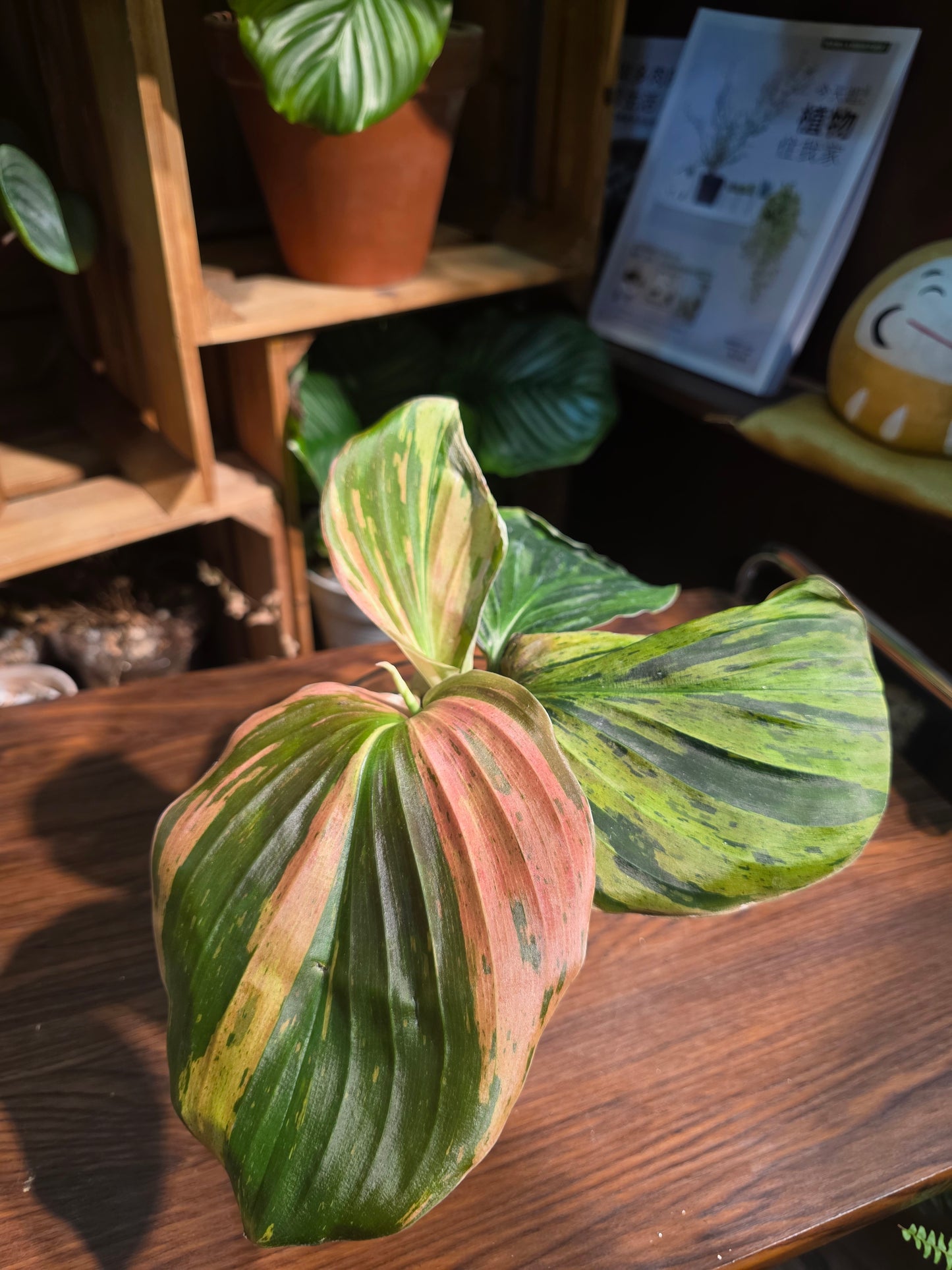 Kaempferia pulchra variegated 七彩孔雀姜錦
