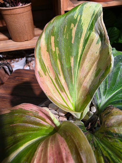 Kaempferia pulchra variegated 七彩孔雀姜錦