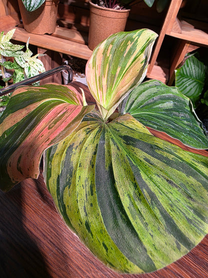 Kaempferia pulchra variegated 七彩孔雀姜錦