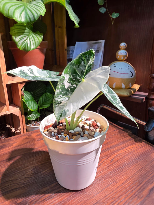 Alocasia frydek variegated 斑葉絨葉海芋