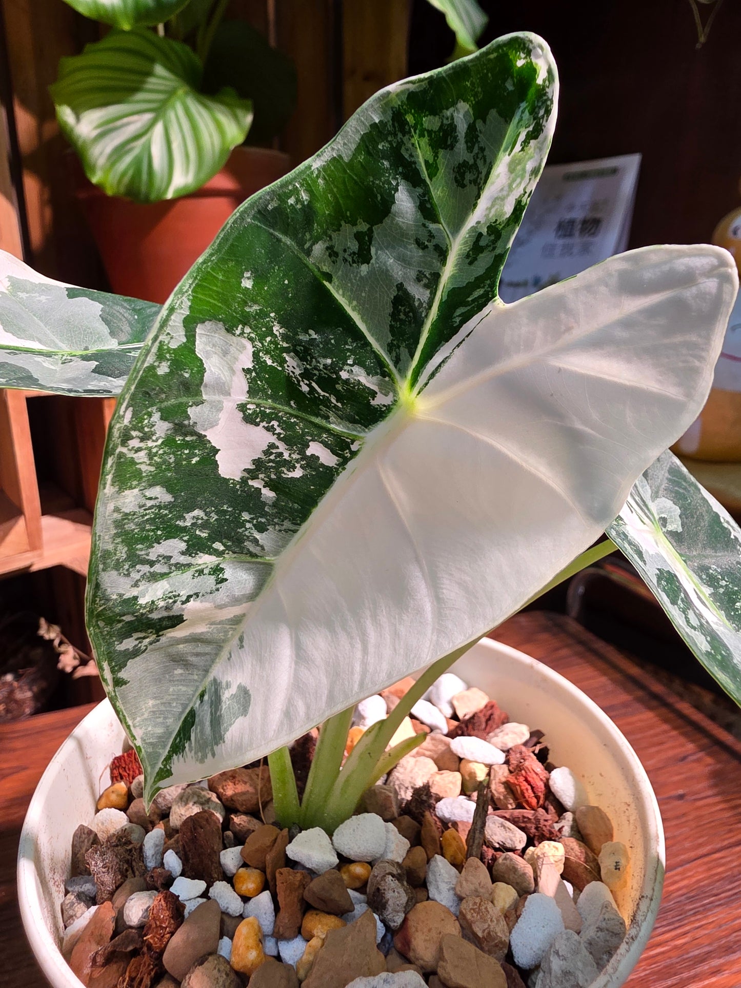 Alocasia frydek variegated 斑葉絨葉海芋