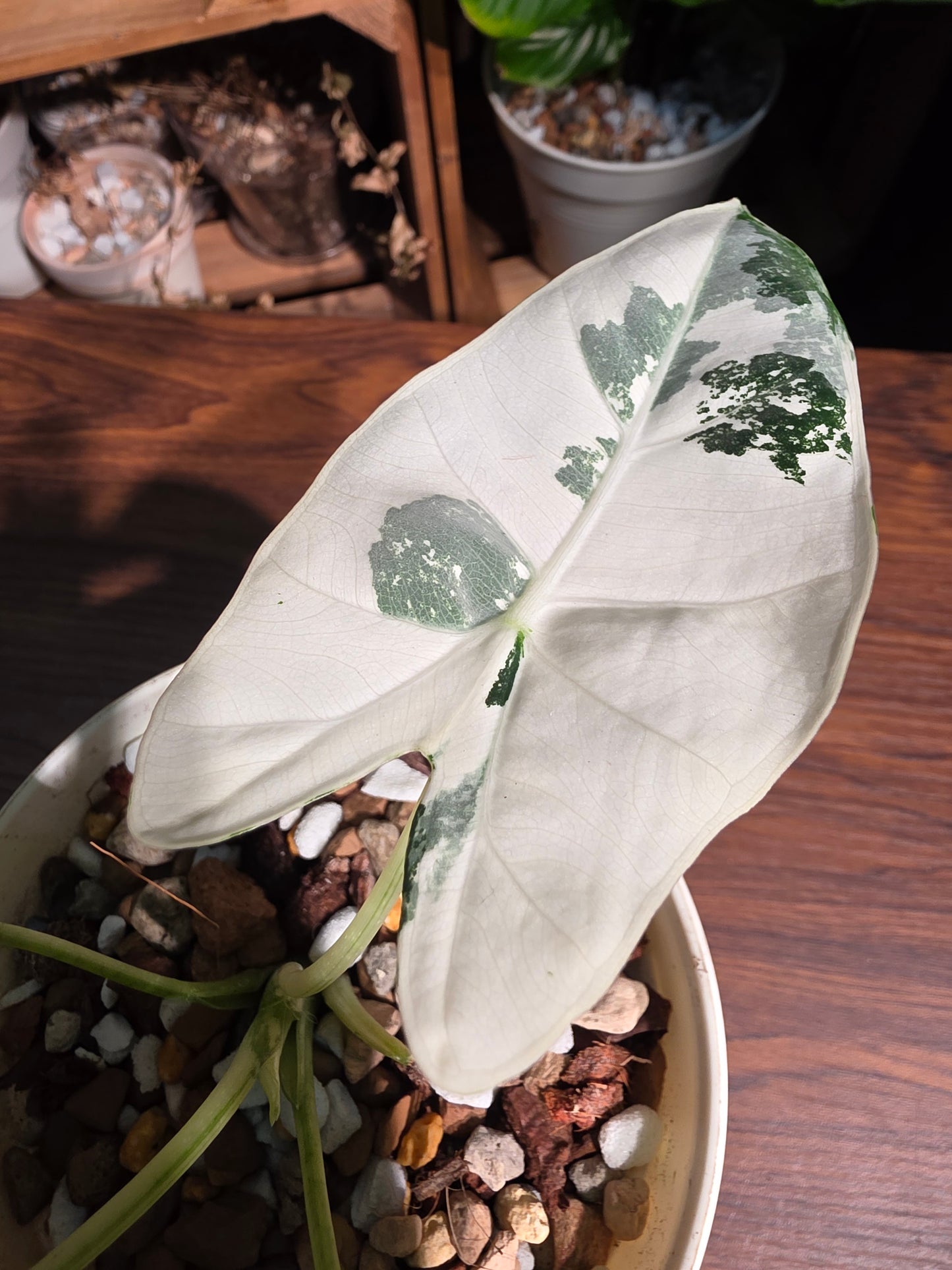 Alocasia frydek variegated 斑葉絨葉海芋