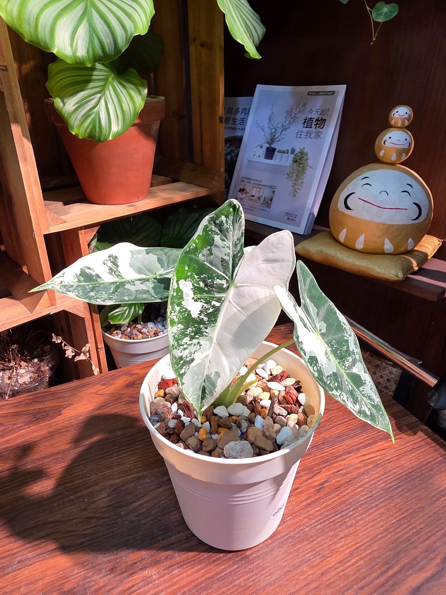 Alocasia frydek variegated 斑葉絨葉海芋