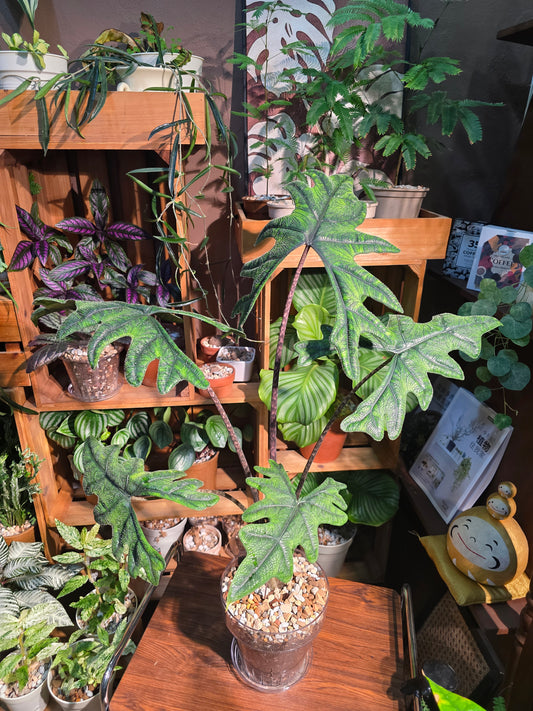 Alocasia jacklyn 傑克林海芋