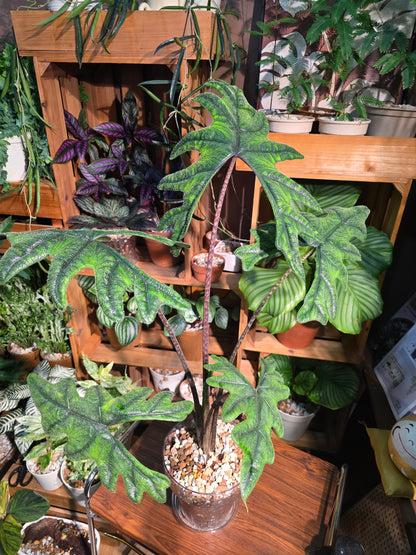 Alocasia jacklyn 傑克林海芋