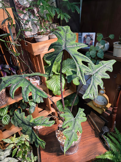 Alocasia jacklyn 傑克林海芋