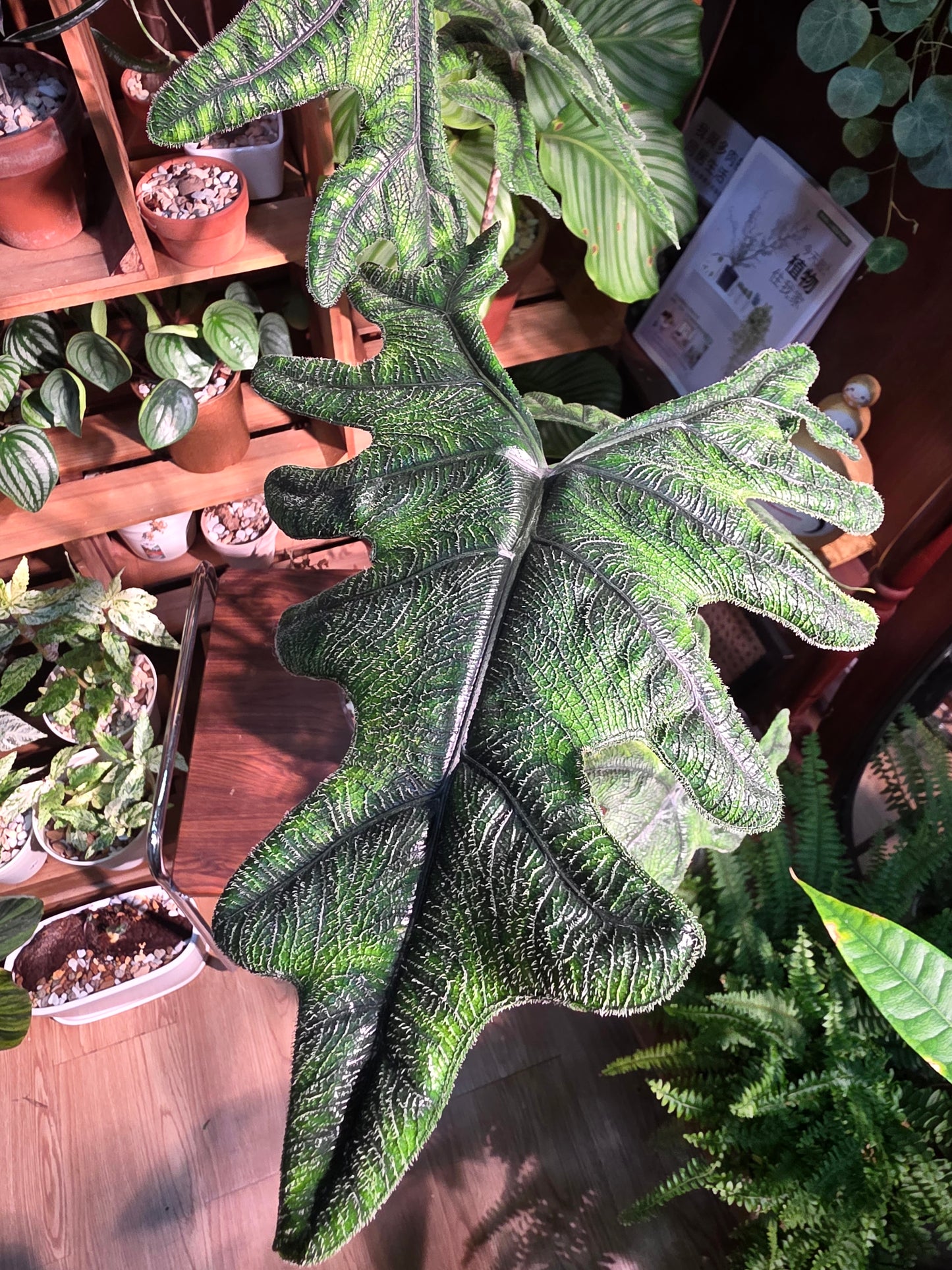 Alocasia jacklyn 傑克林海芋