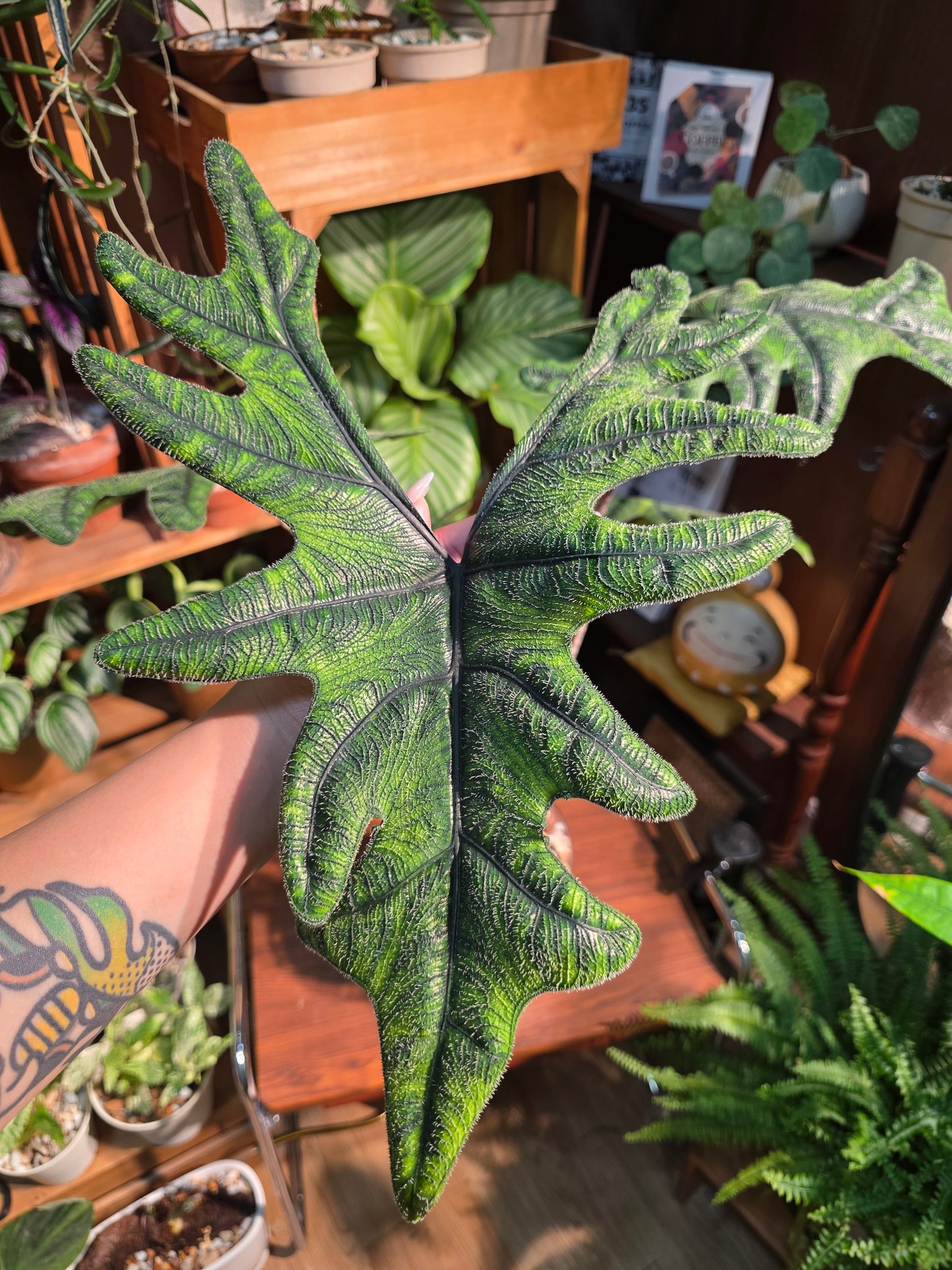 Alocasia jacklyn 傑克林海芋