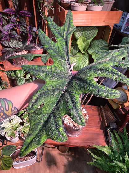 Alocasia jacklyn 傑克林海芋