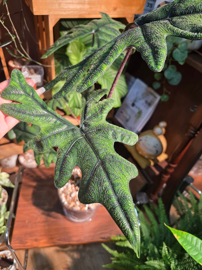 Alocasia jacklyn 傑克林海芋