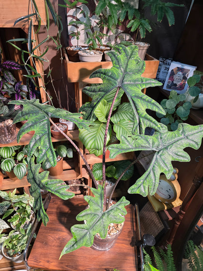 Alocasia jacklyn 傑克林海芋