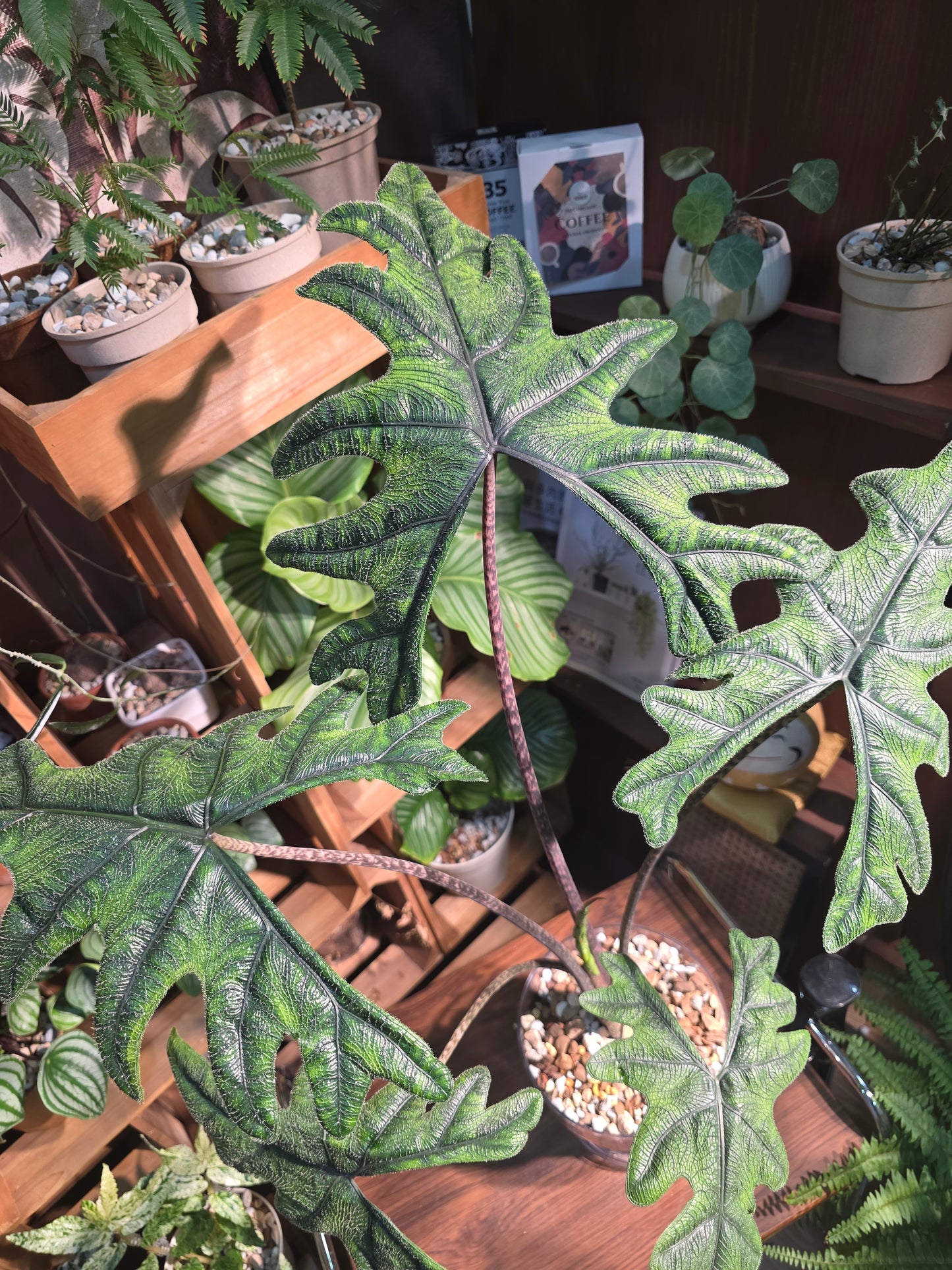 Alocasia jacklyn 傑克林海芋