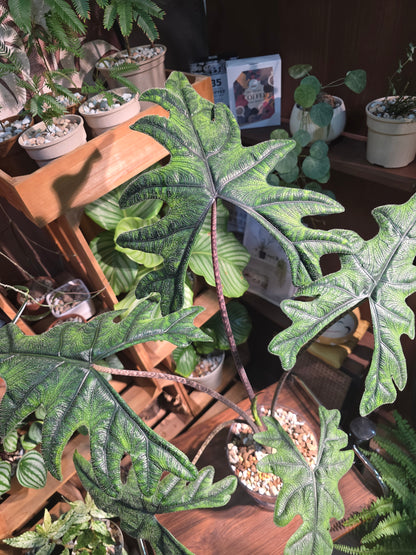 Alocasia jacklyn 傑克林海芋