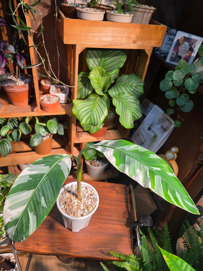 Musa ae ae 夏威夷彩雲蕉