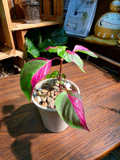 Alternanthera ficoidea partytime