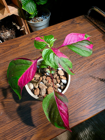 Alternanthera ficoidea partytime