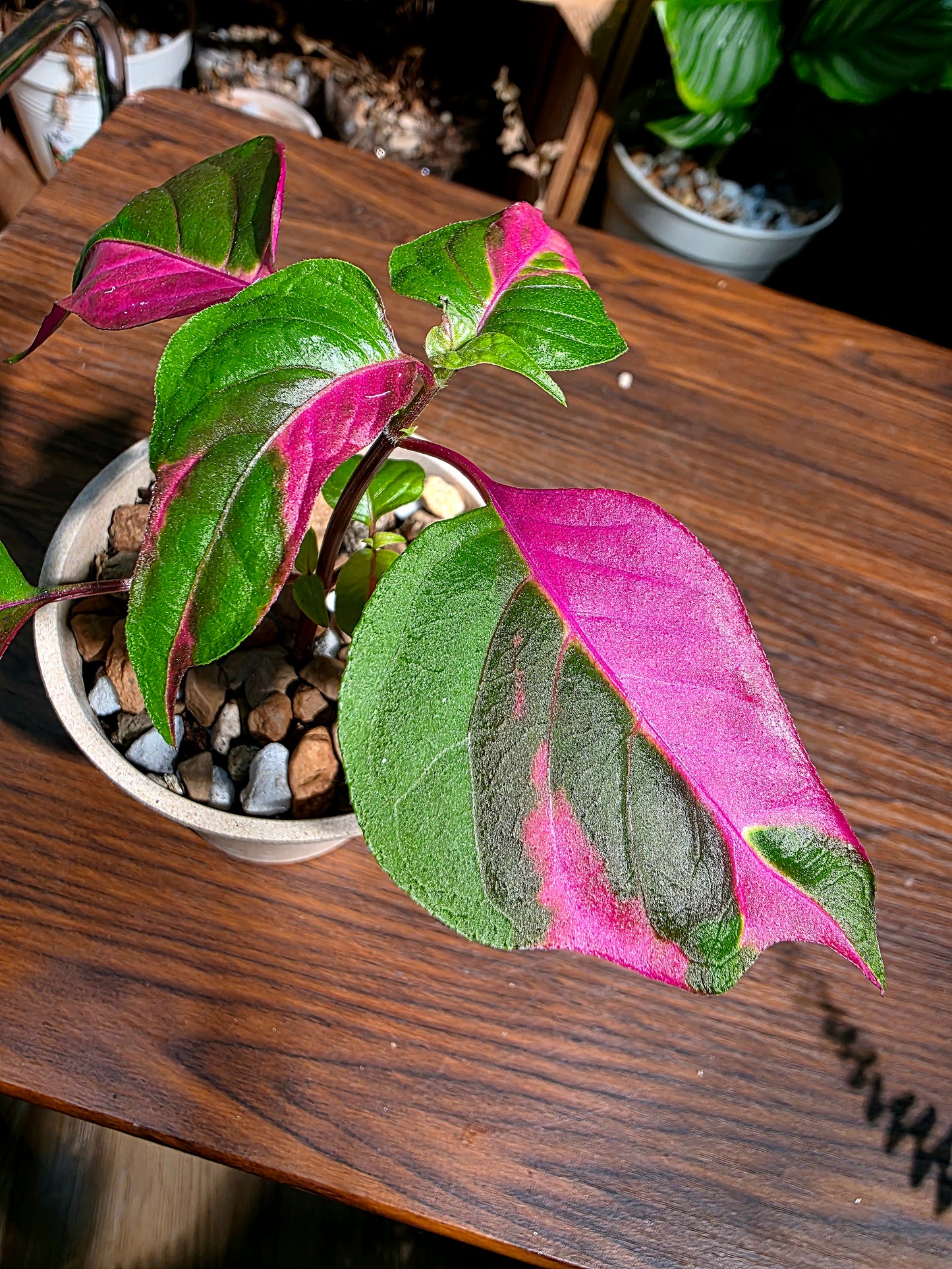 Alternanthera ficoidea partytime