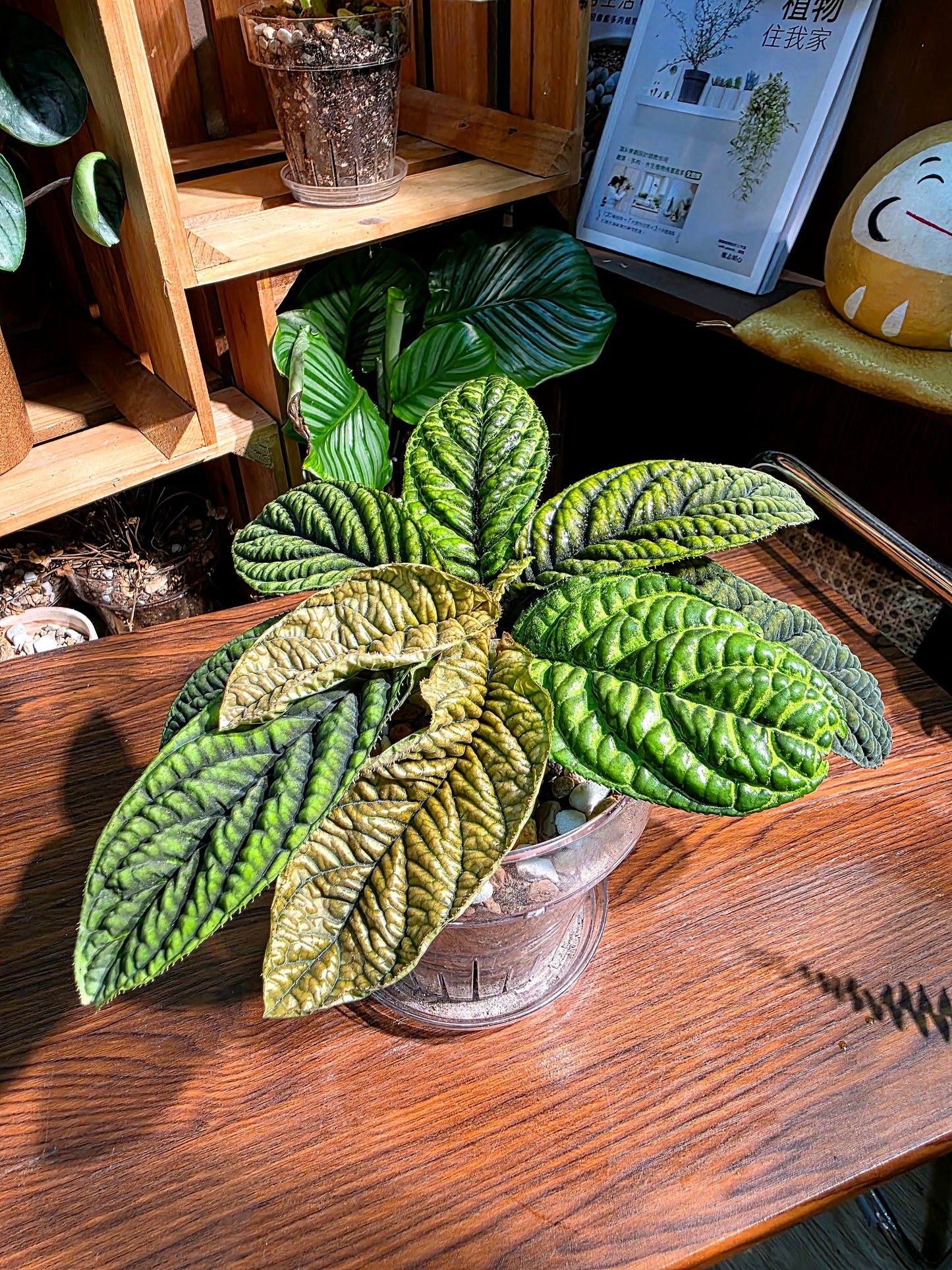 Ardisia sp Vietnam 皺葉紫金牛