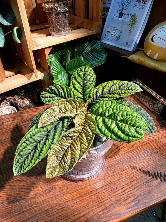 Ardisia sp Vietnam 皺葉紫金牛