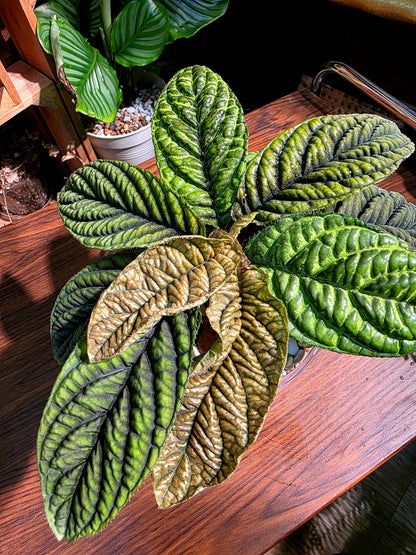 Ardisia sp Vietnam 皺葉紫金牛