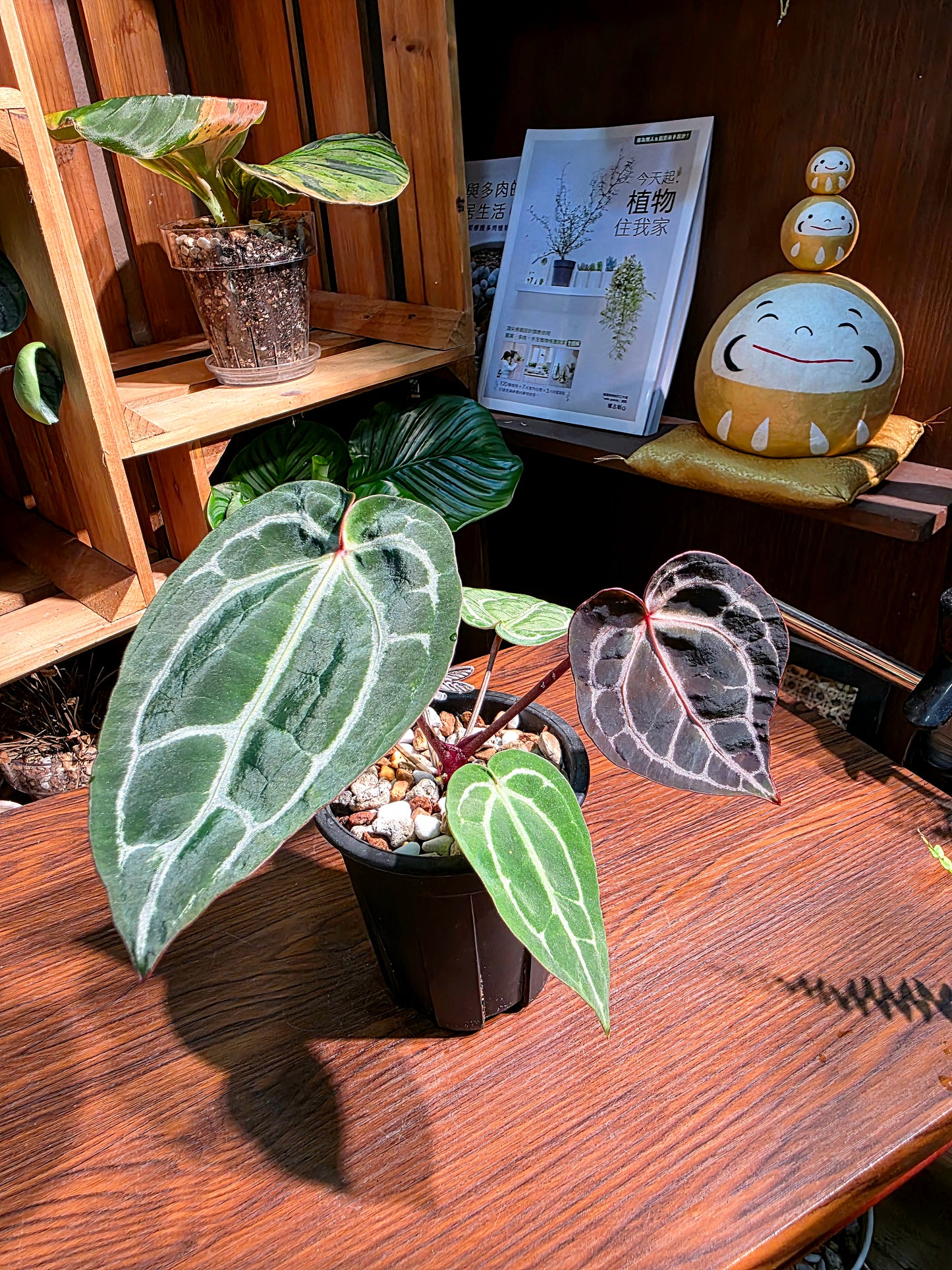 Anthurium red crystallinum F3