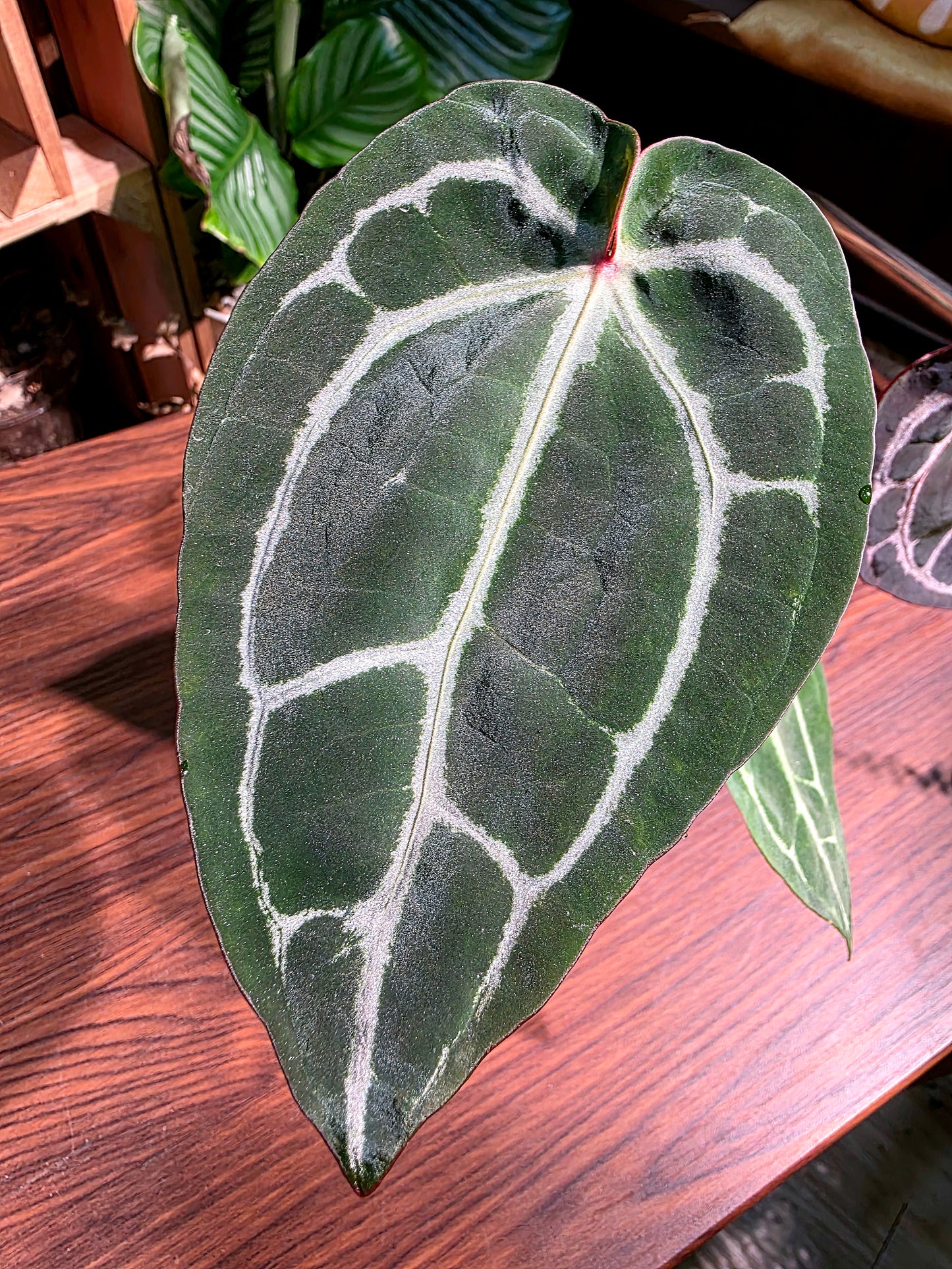Anthurium red crystallinum F3