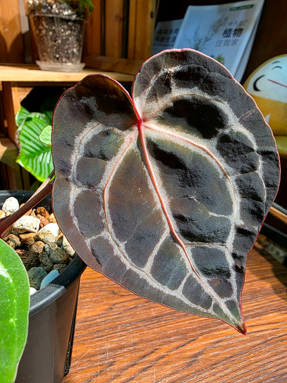 Anthurium red crystallinum F3