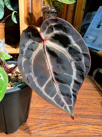 Anthurium red crystallinum F3